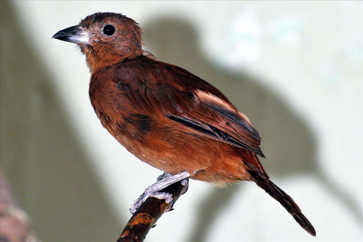 White-Lined Tanager