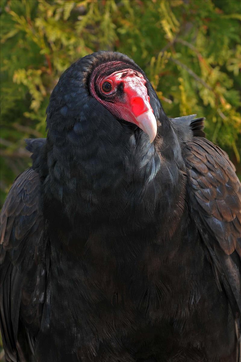 Turkey Vulture 2