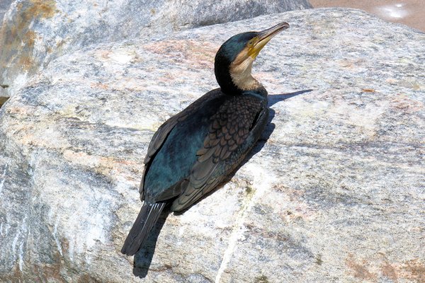 White Breasted Cormorant