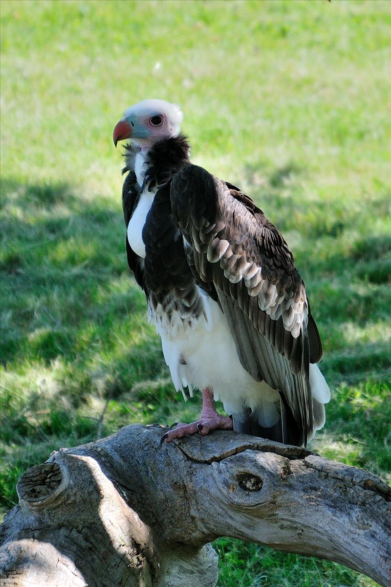 White-Headed Vulture