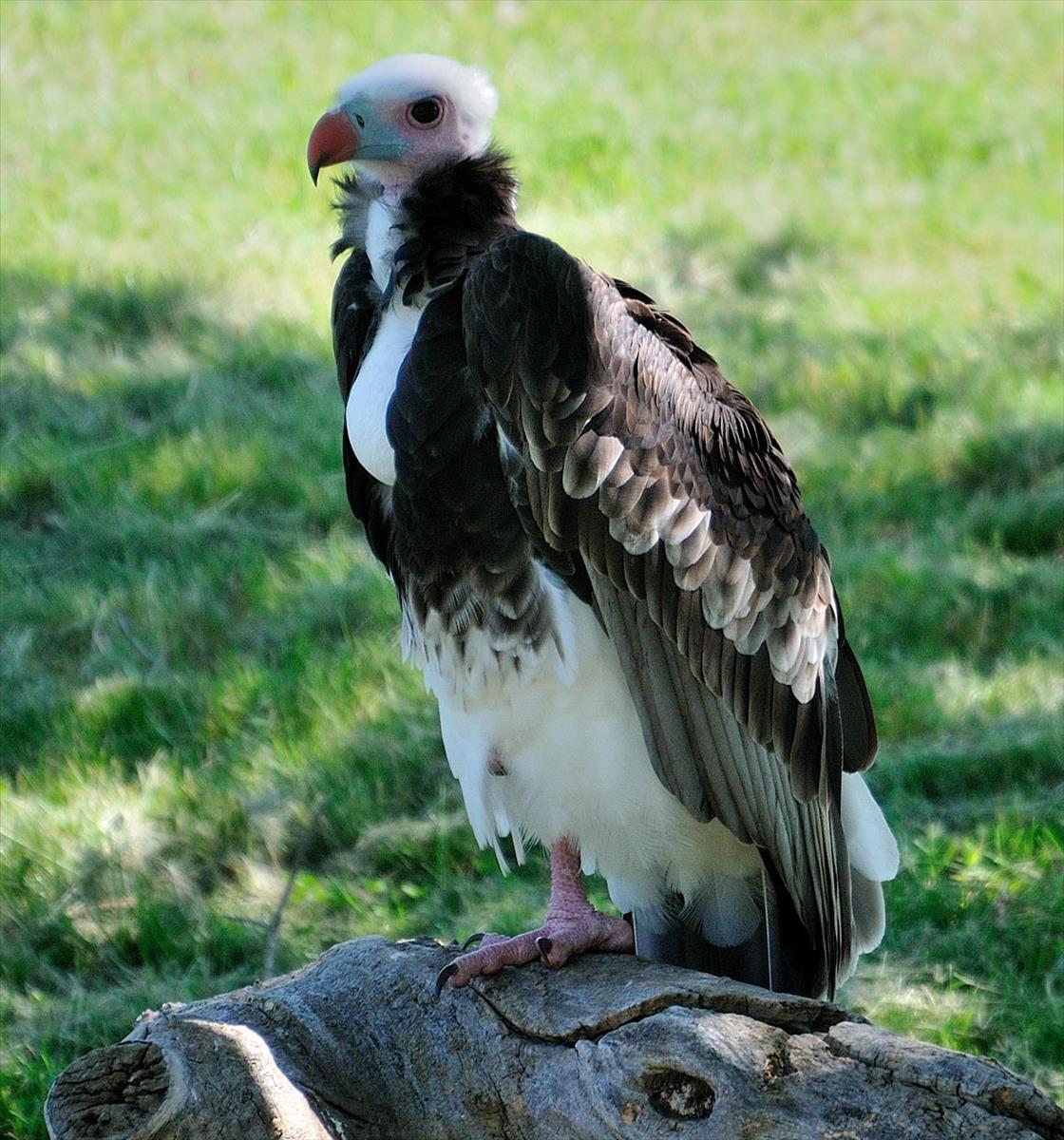 White-Headed Vulture