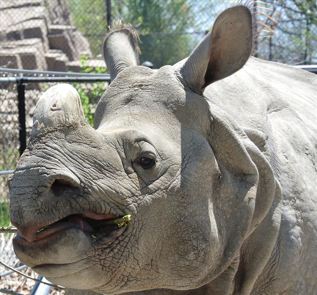 Greater One Horned Rhino