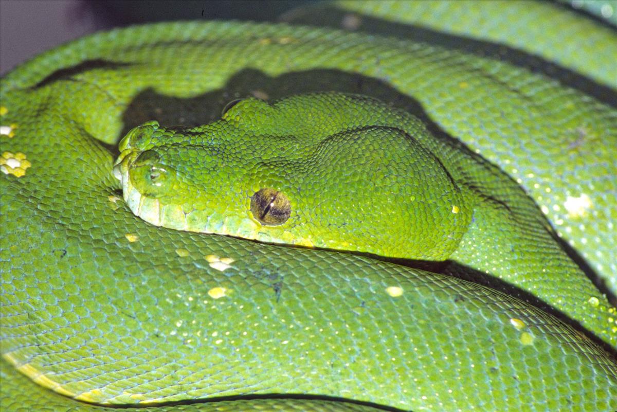 Green Tree Python