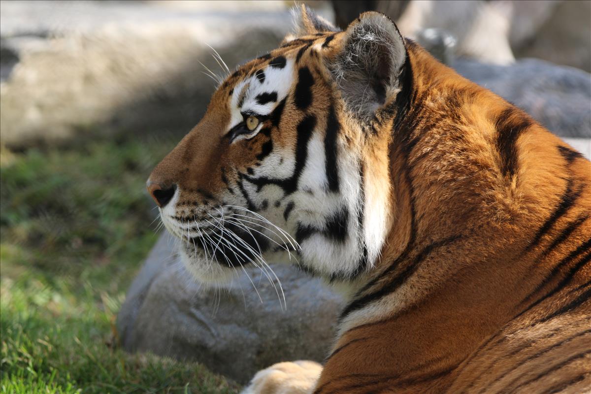 Amur tiger