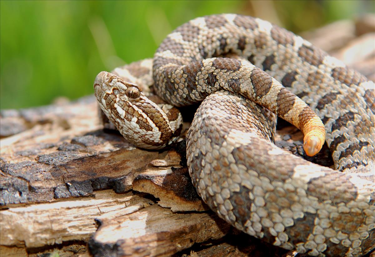 Massasauga Rattlesnake