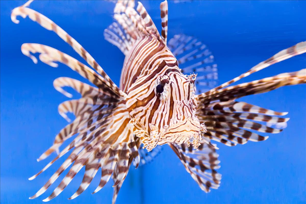 Lionfish