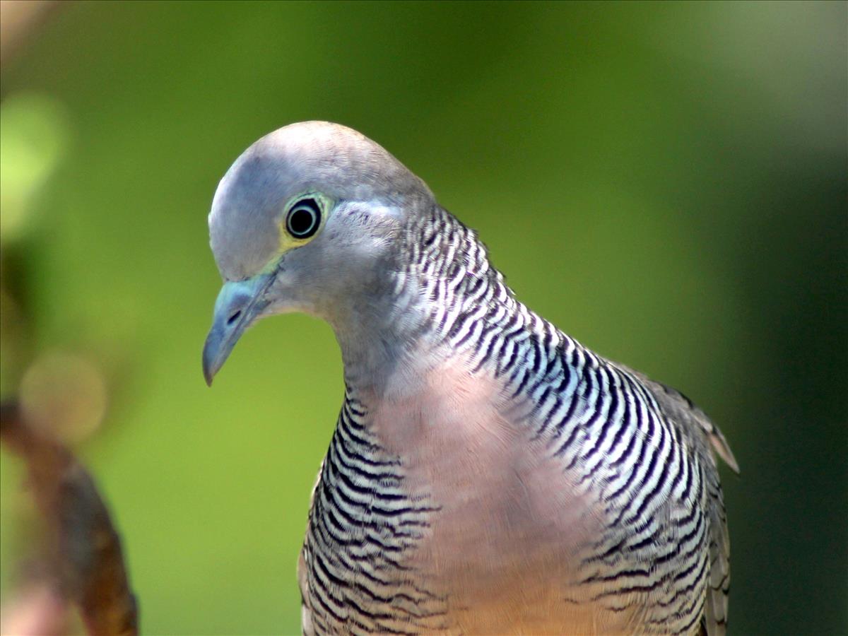 Zebra Dove