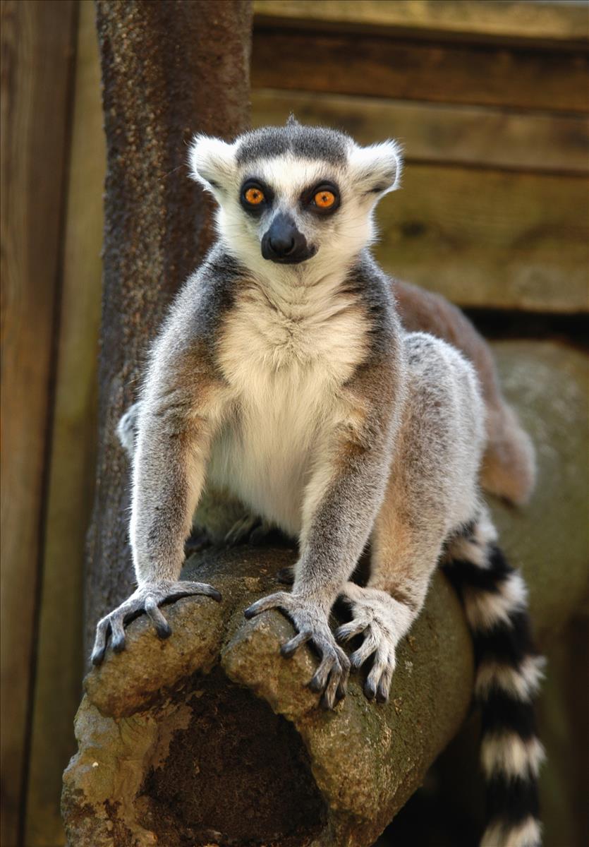 Ring-Tailed Lemur