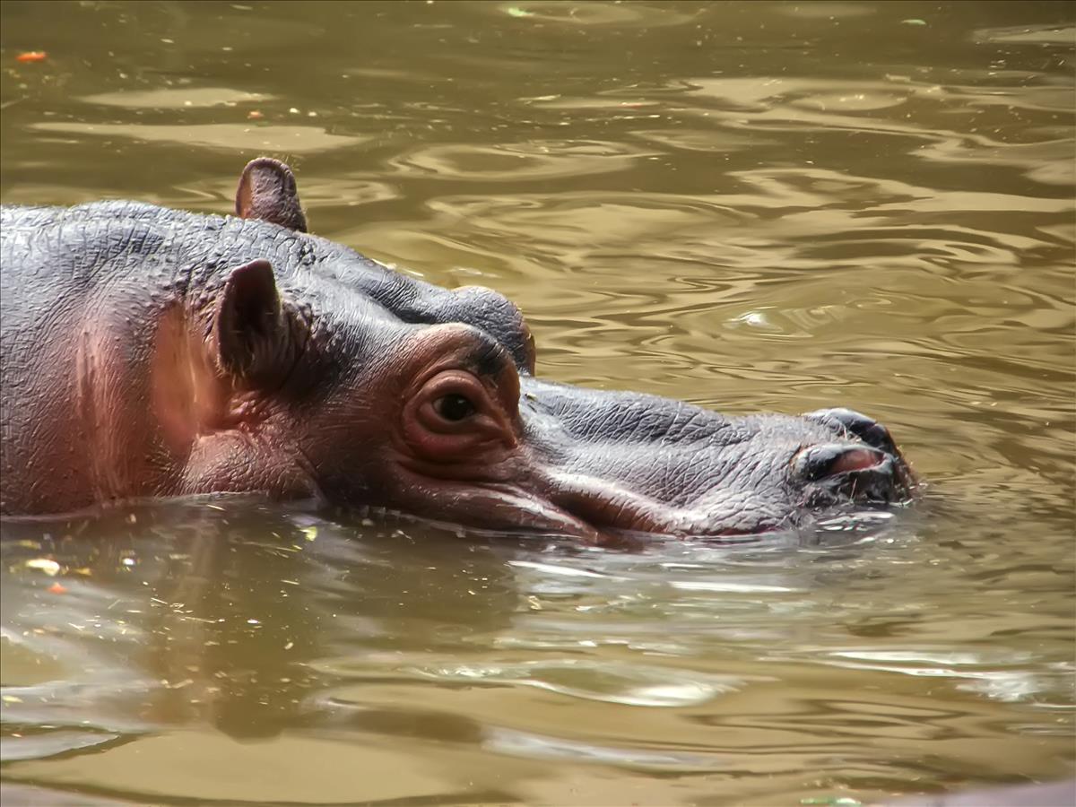 River Hippo