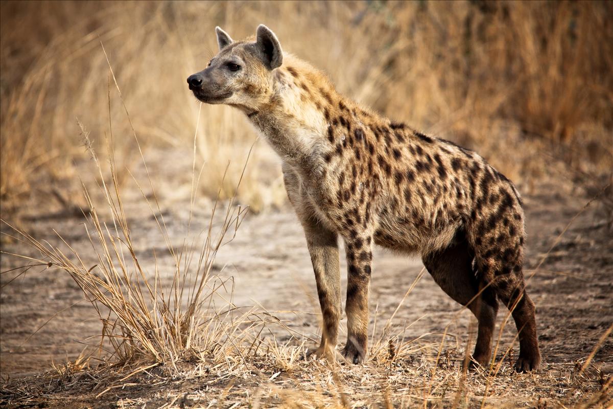 Spotted Hyena