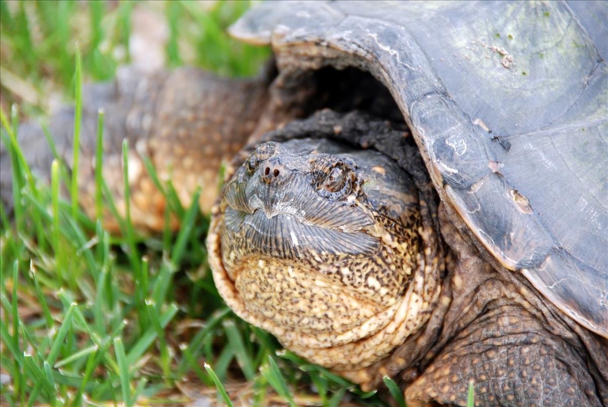 Snapping Turtle