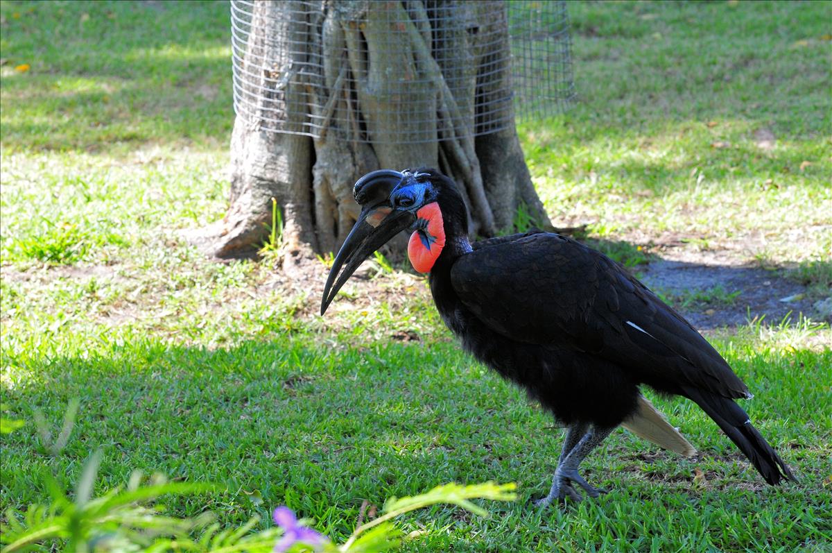 Southern Ground Hornbill