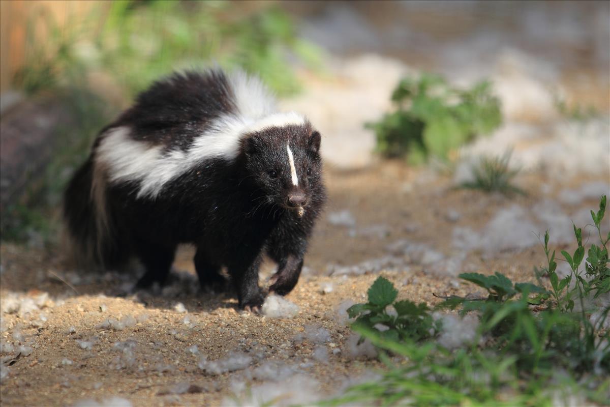 Striped Skunk