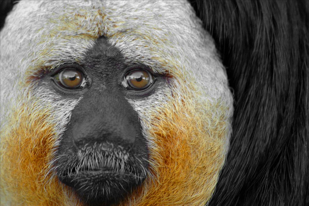 White Faced Saki Monkey