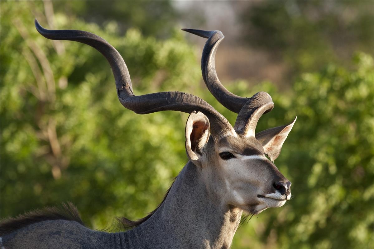 Greater Kudu