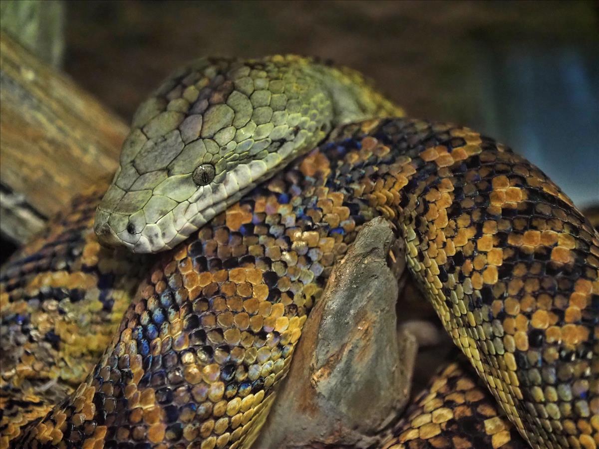 Jamaican Boa