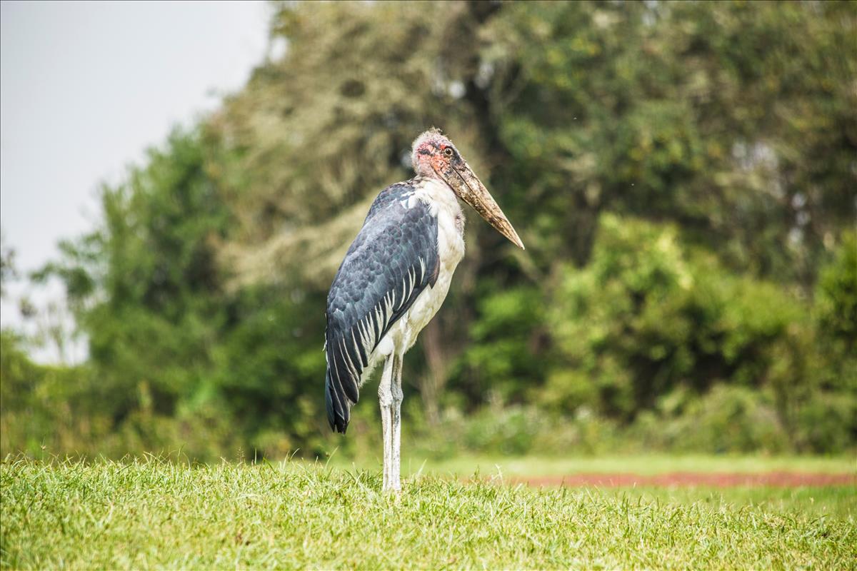 Marabou Stork