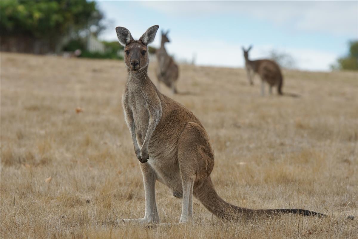Kangaroos have strong long Tail правда или нет