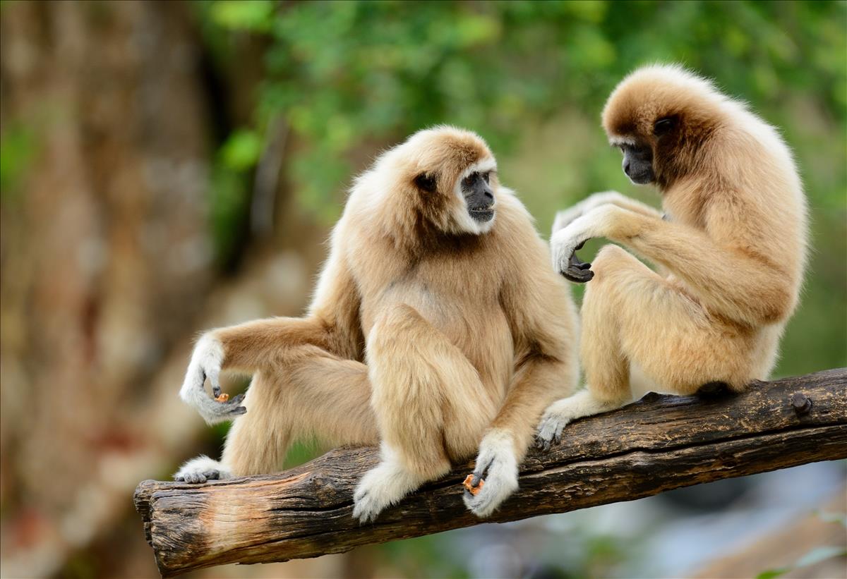 White Handed Gibbon