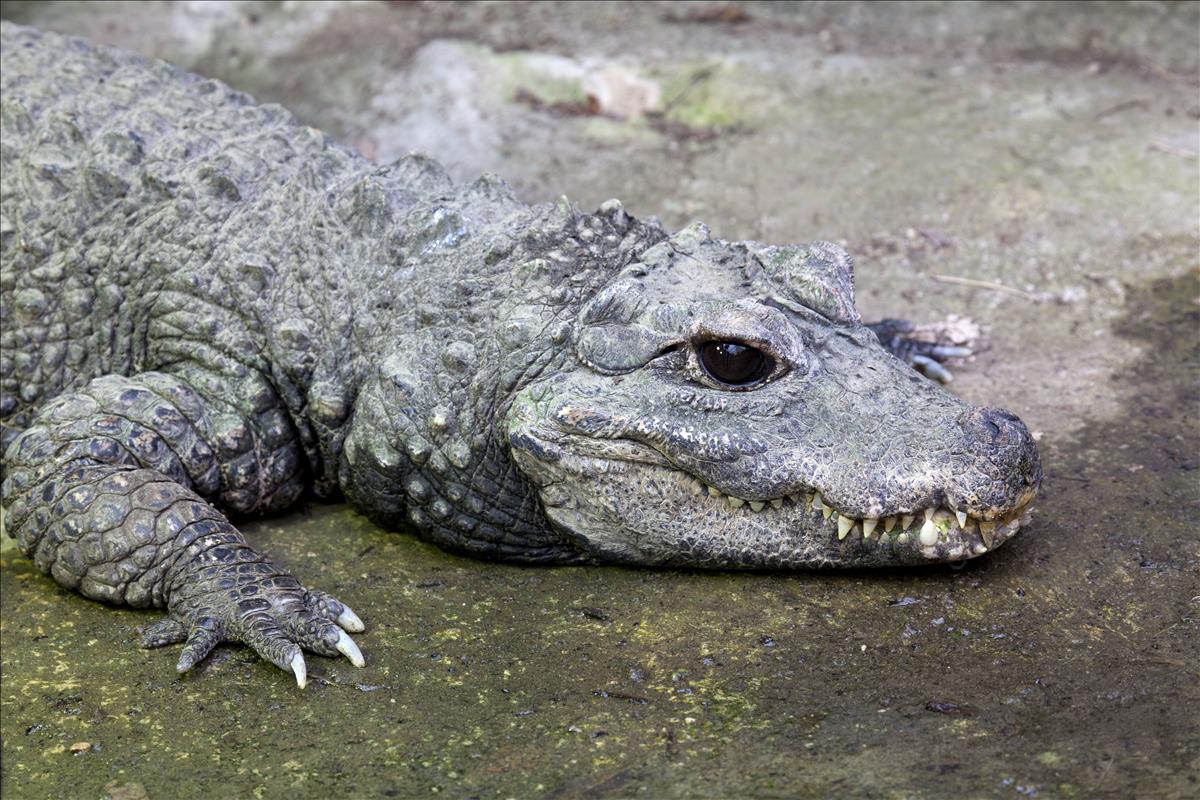 Albino Crocodile head / Skin is white , nearly extinct , found in