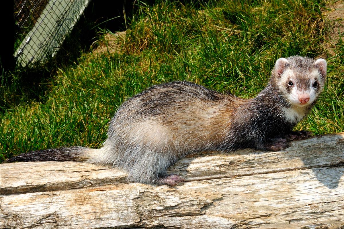 ferret domestic animals