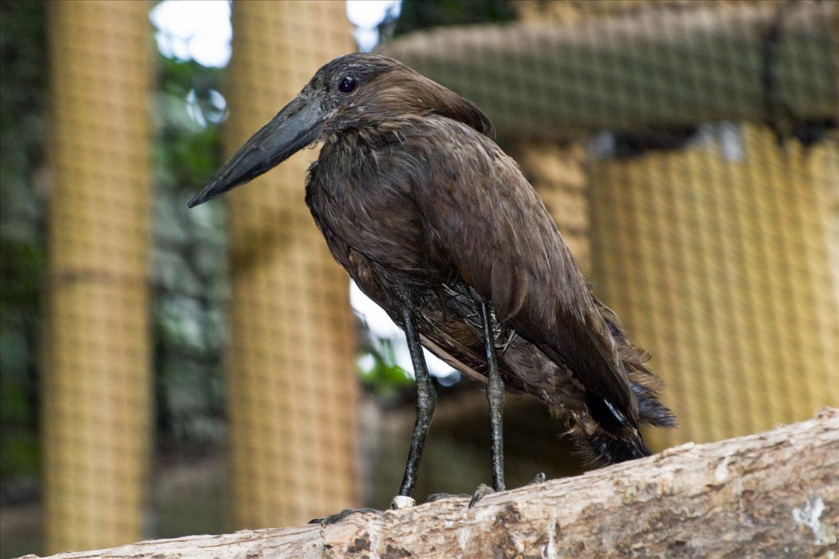 Hamerkop