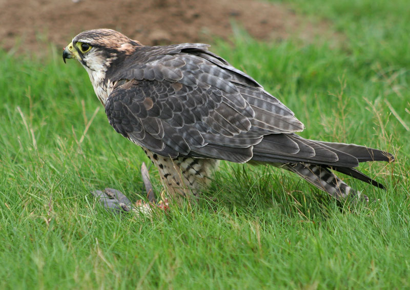 Lanner Falcon