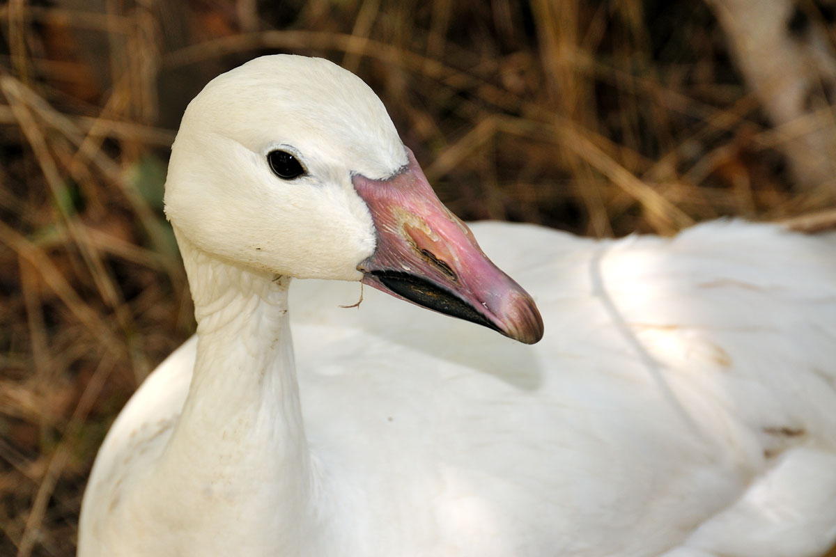 Lesser Snow Goose