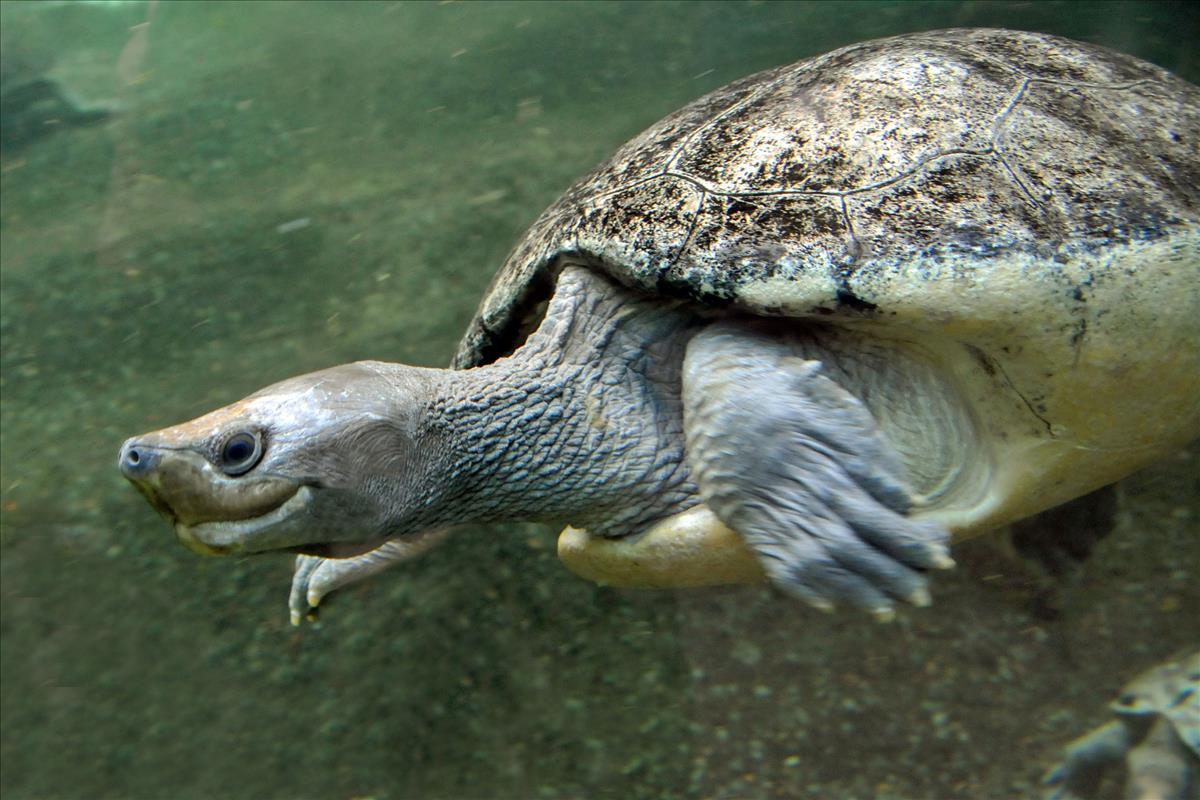 Malaysian Painted Turtle