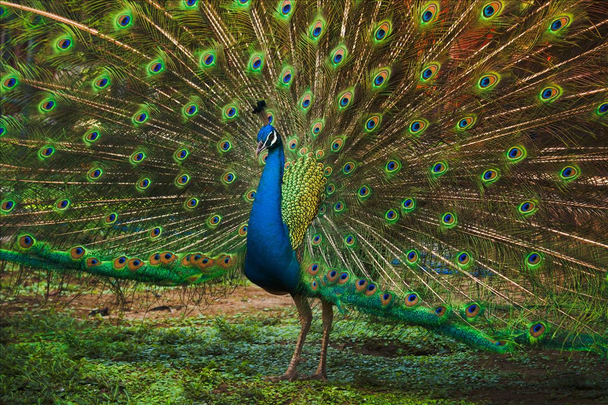 Indian Peafowl