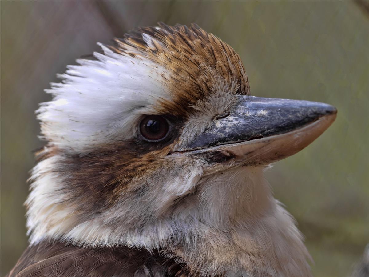 Kookaburra