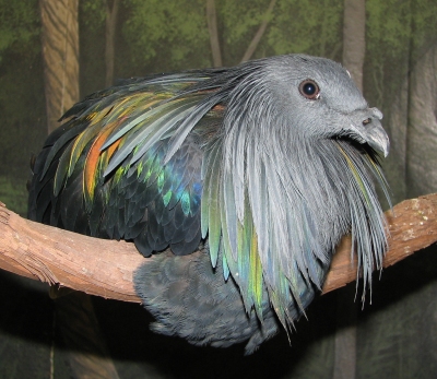 Nicobar Pigeon