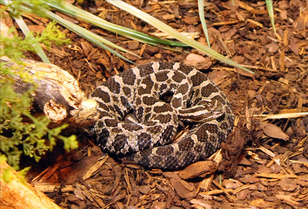 northern pacific rattlesnake