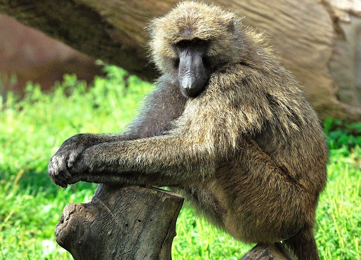 Olive Baboon