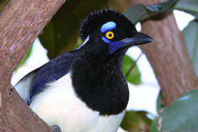 Plush Crested Jay