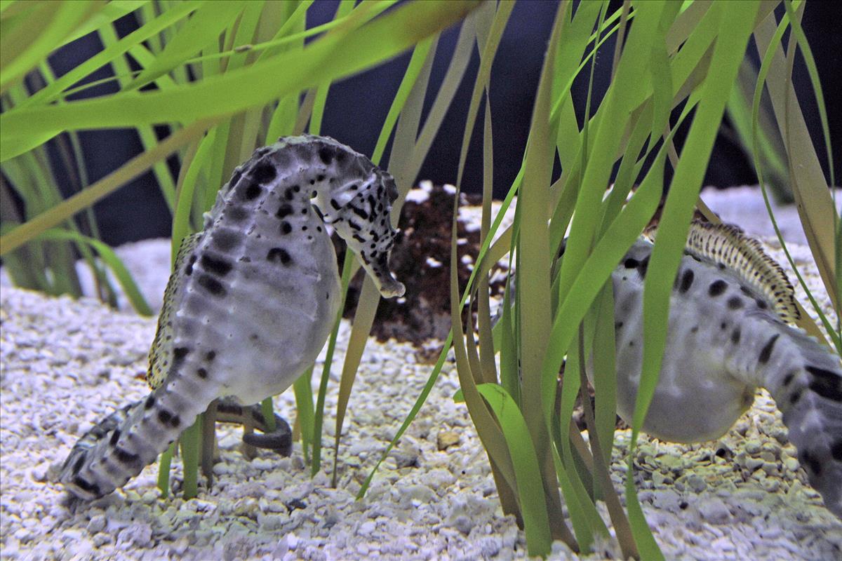 Pot-bellied Seahorse