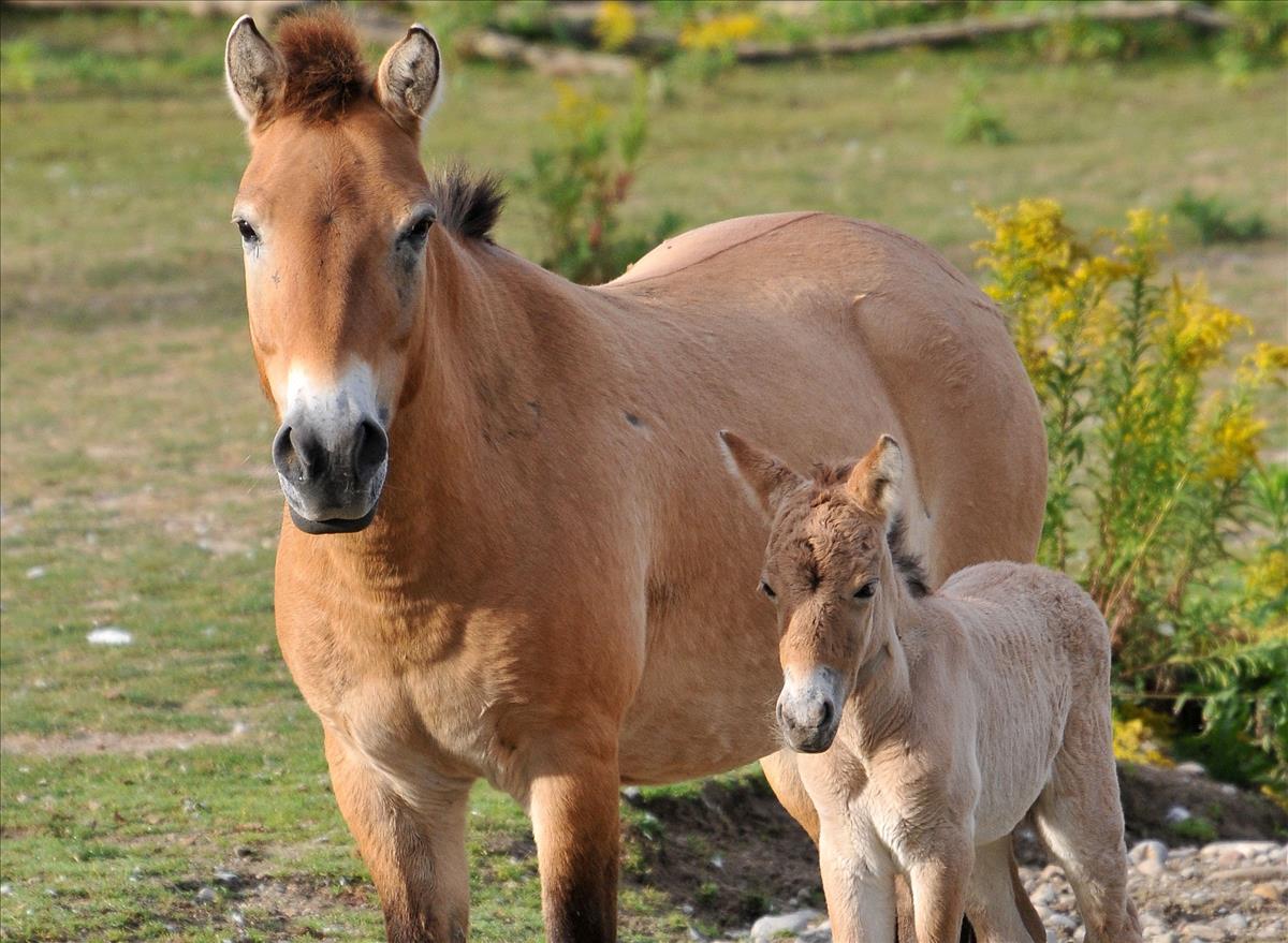 Przewalski Horse