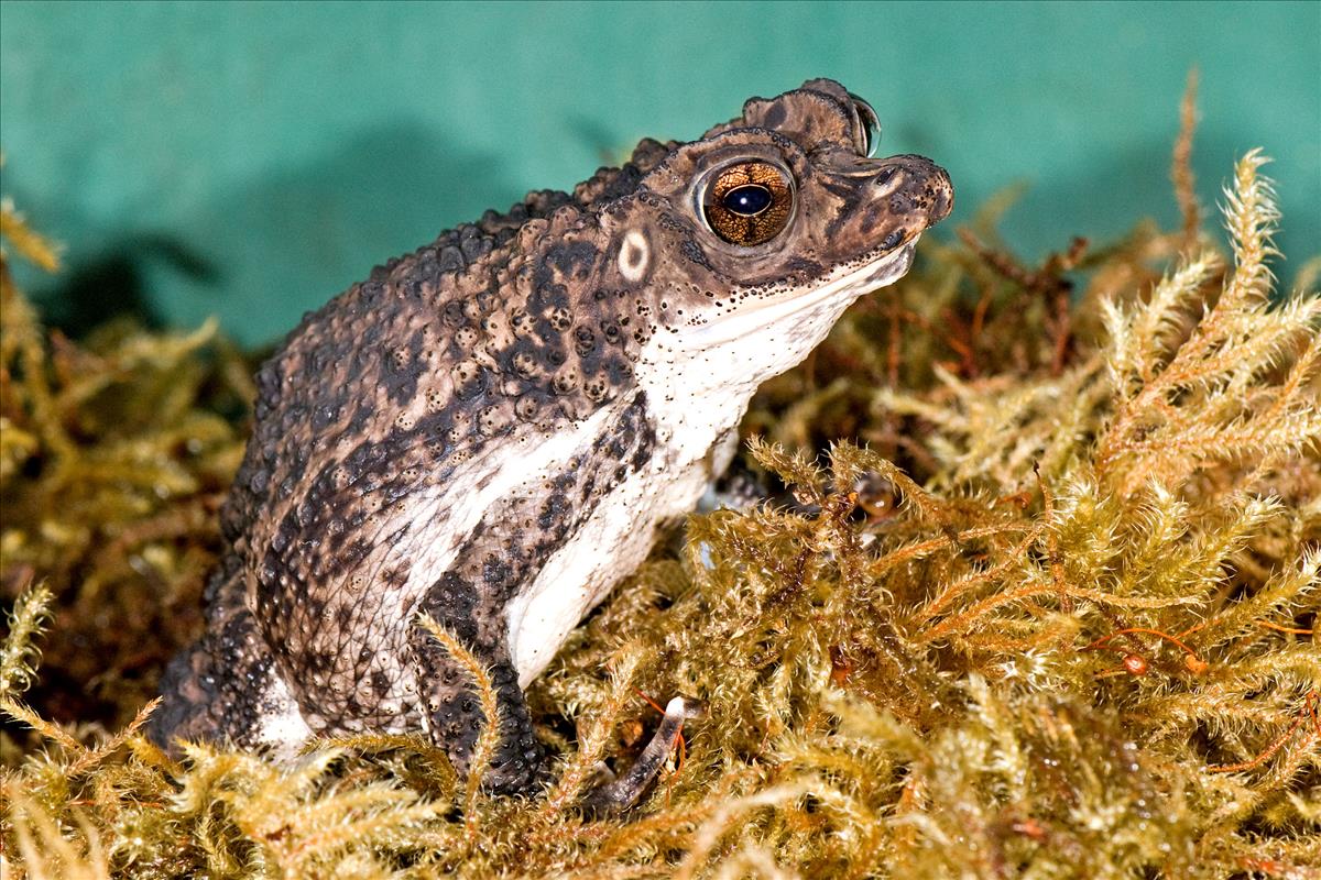Puerto-Rican-Crested-Toad