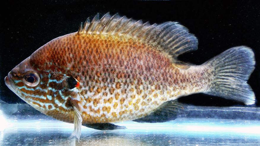 Pumpkinseed sunfish