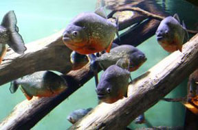 Red-breasted piranha