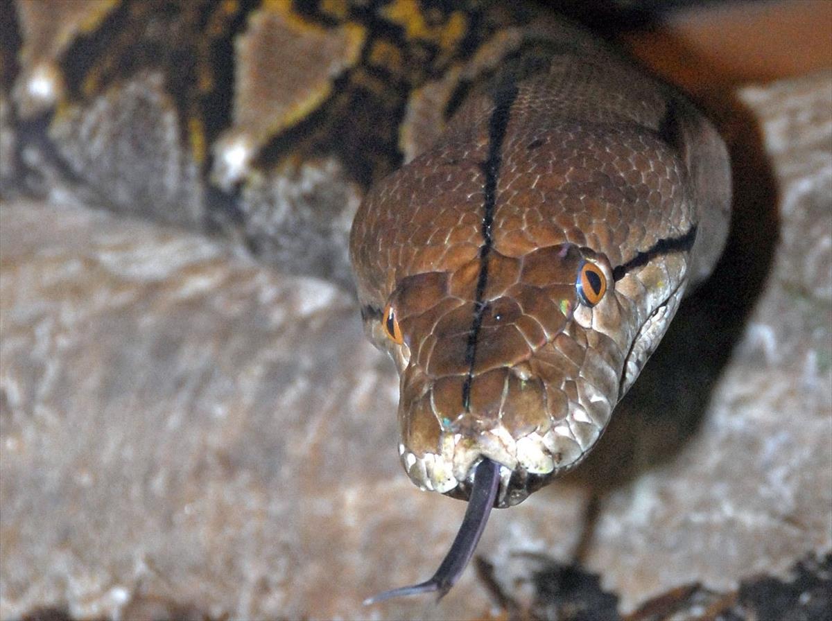 Here's How a Python Jaw Can Fit a Whole Deer