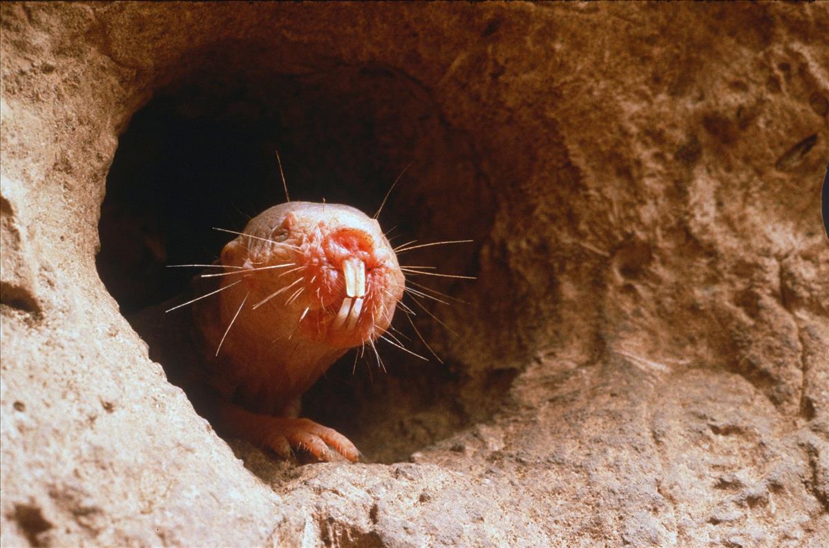 Celeb Ectoderm Of The Naked Mole Rat Png