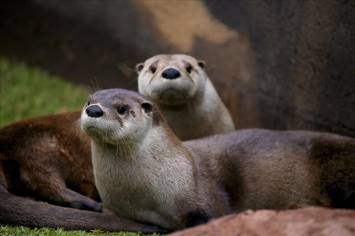 North American River Otter