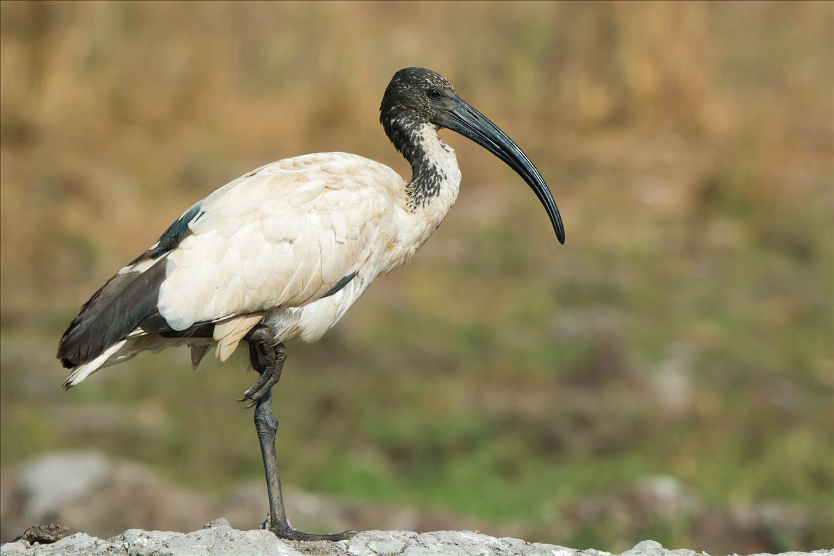 Sacred Ibis