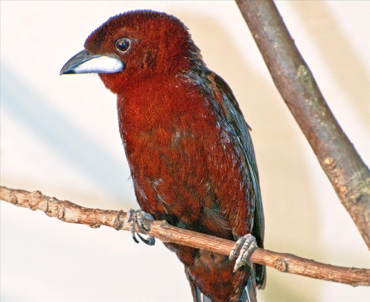 Silver beak tanager