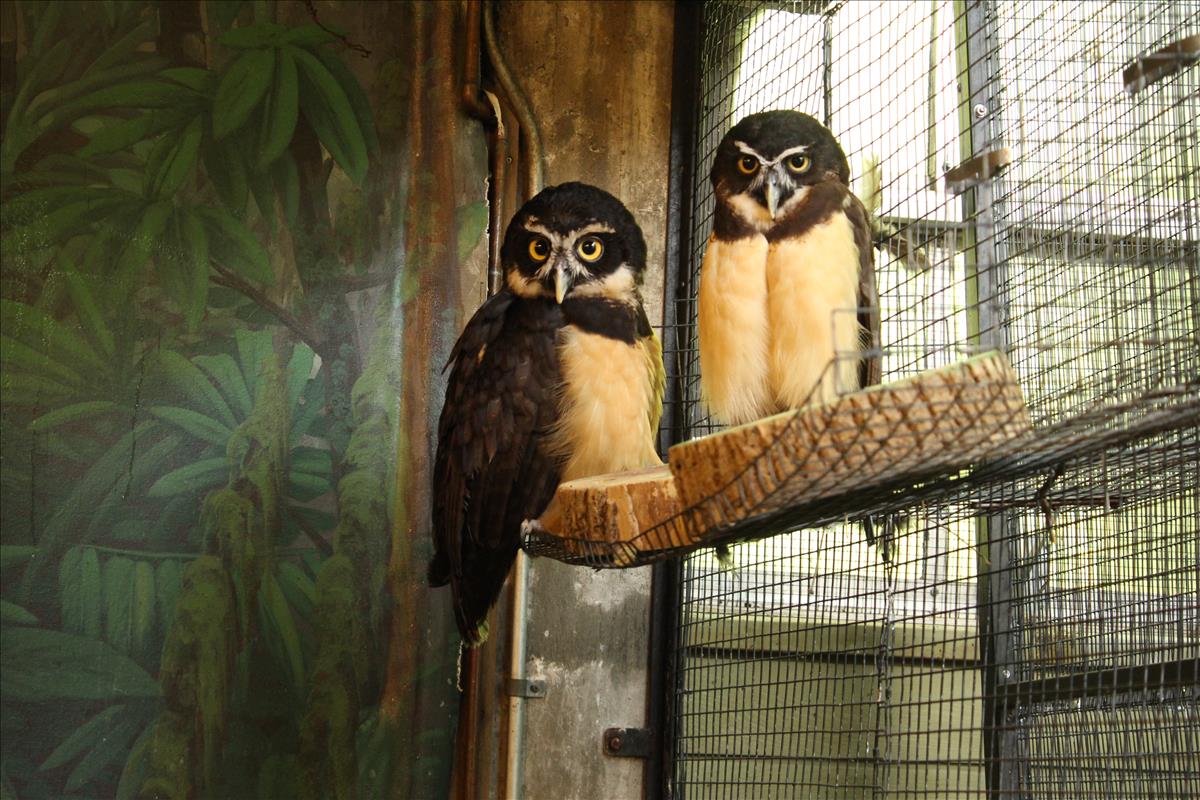 Spectacled Owl