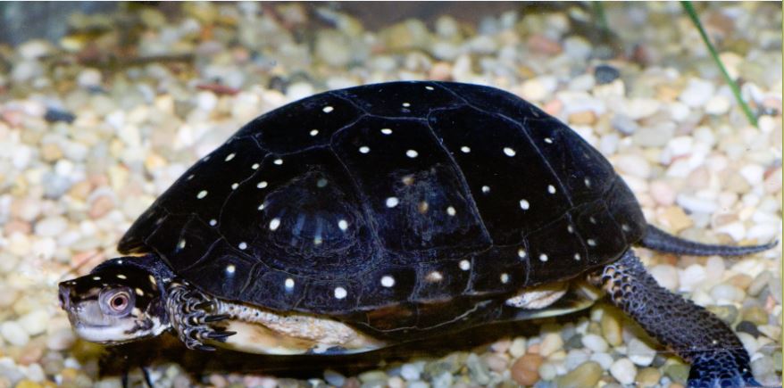 Spotted Turtle