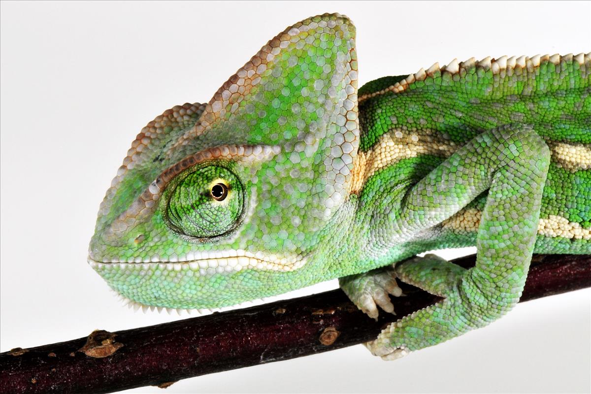 Veiled Chameleon