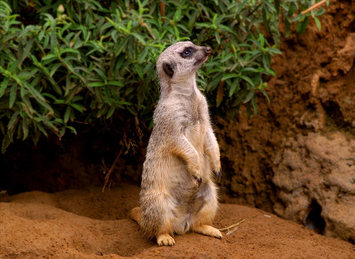 Slender Tailed Meerkat