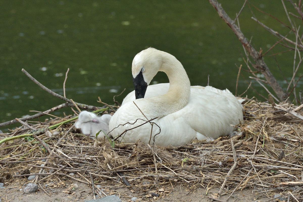 Trumpeter Swan